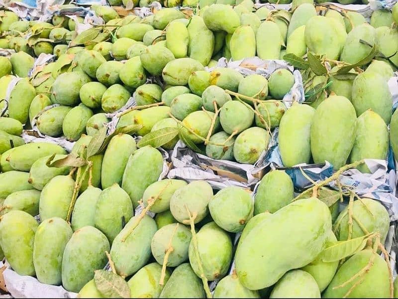 Sindhri Mangoes Mirpurkhas Fresh Farm Export Quality 2