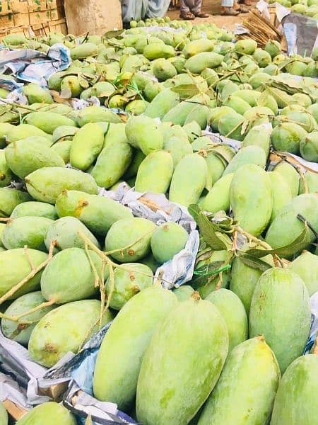 Sindhri Mangoes Mirpurkhas Fresh Farm Export Quality 3