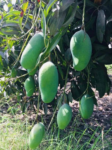 Sindhri Mangoes Mirpurkhas Fresh Farm Export Quality 5