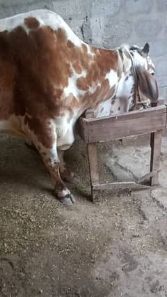 Cholistani Cow For Sale