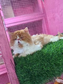 Piki male cat available for sale 0