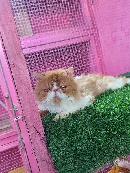 Piki male cat available for sale 1