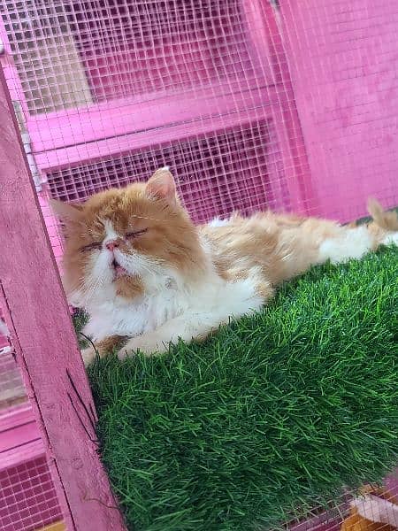Piki male cat available for sale 2