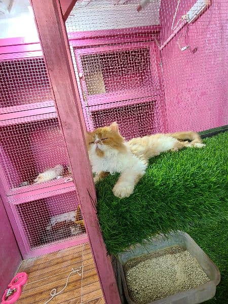 Piki male cat available for sale 3