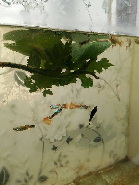 guppies fish for sale 2