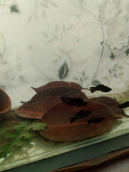 guppies fish for sale 4