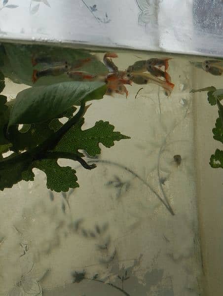 guppies fish for sale 5