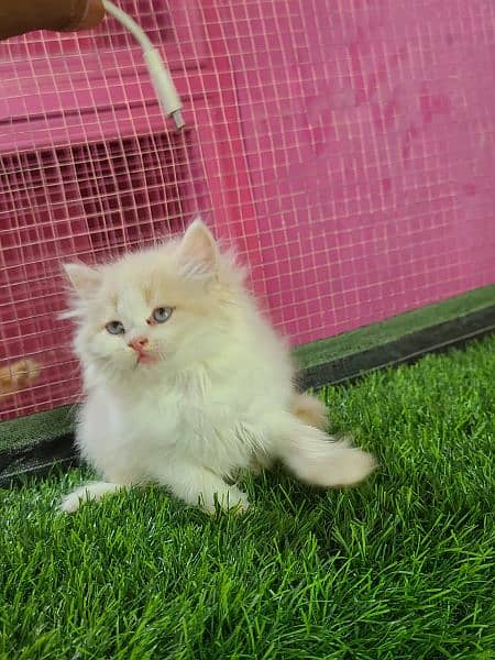 Bcolour Kittens available for sale 1