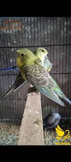 Black wing backfril  hogo breed female available possible split  blue 0