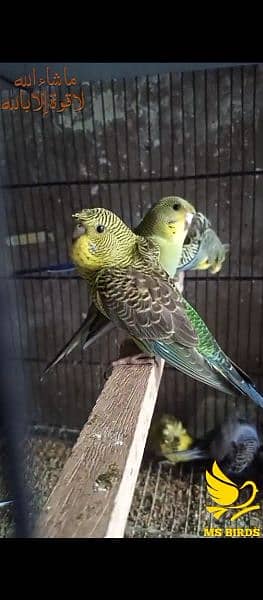 Black wing backfril  hogo breed female available possible split  blue 1