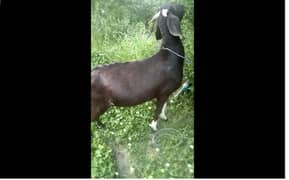 3 months pregnant goat for sale Bagh, AJK