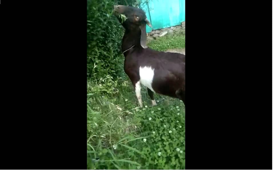 3 months pregnant goat for sale Bagh, AJK 1