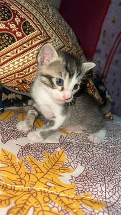 Free stray kitten with persian kitten pair