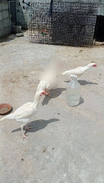 white hera aseel hens available for sale location rawalpindi 3