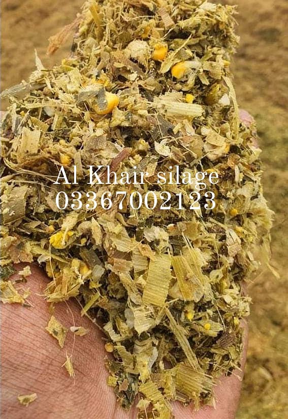 pure corn silage available 2