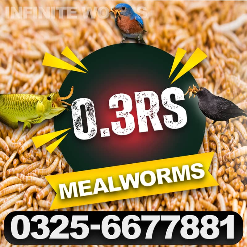 Feed Rich/Darkling beetles Mealworms/ mealworm/ imported live worms 0