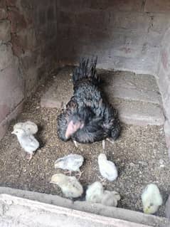 Aseel Chicks available for sale