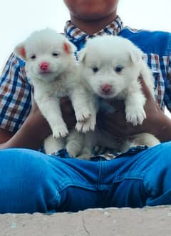 Russian puppies for sale