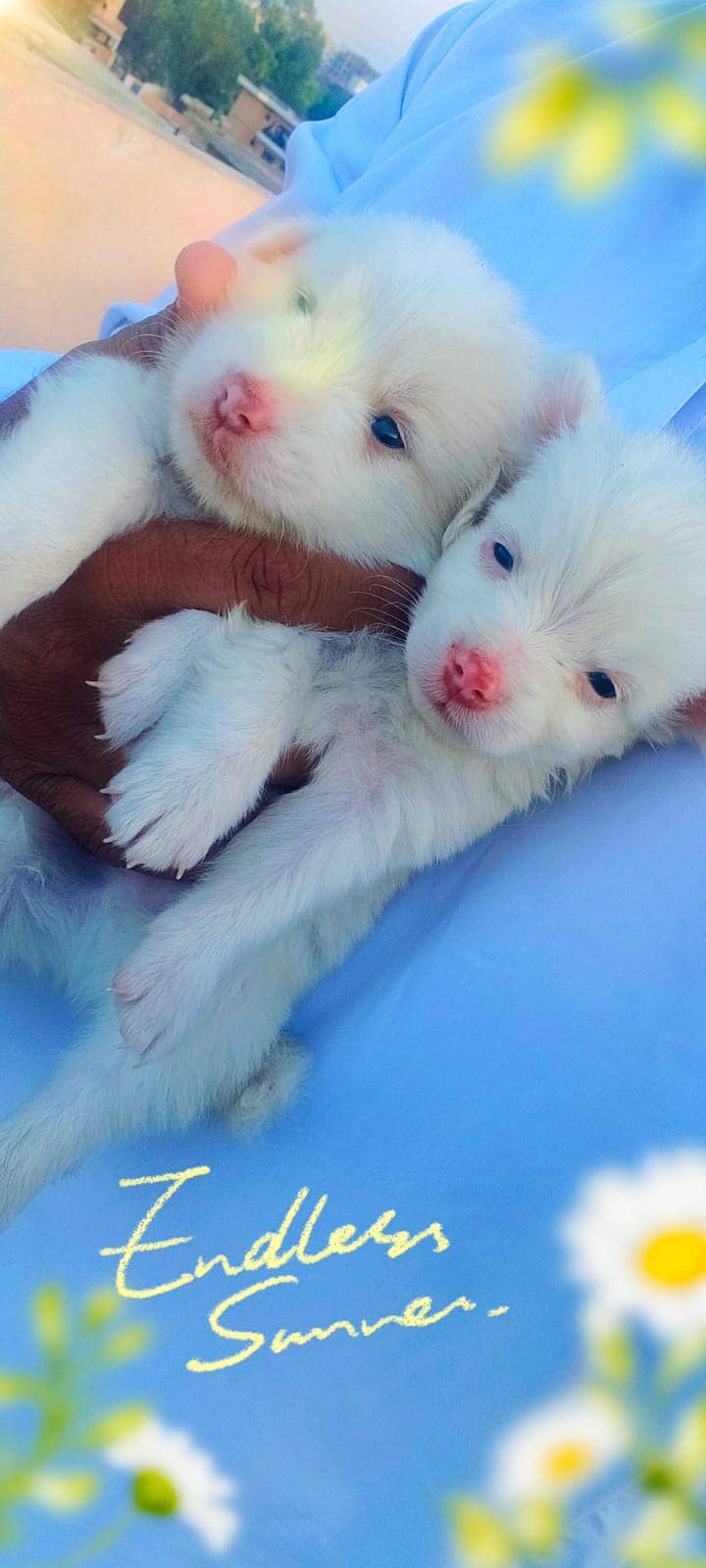 Russian puppies for sale 4