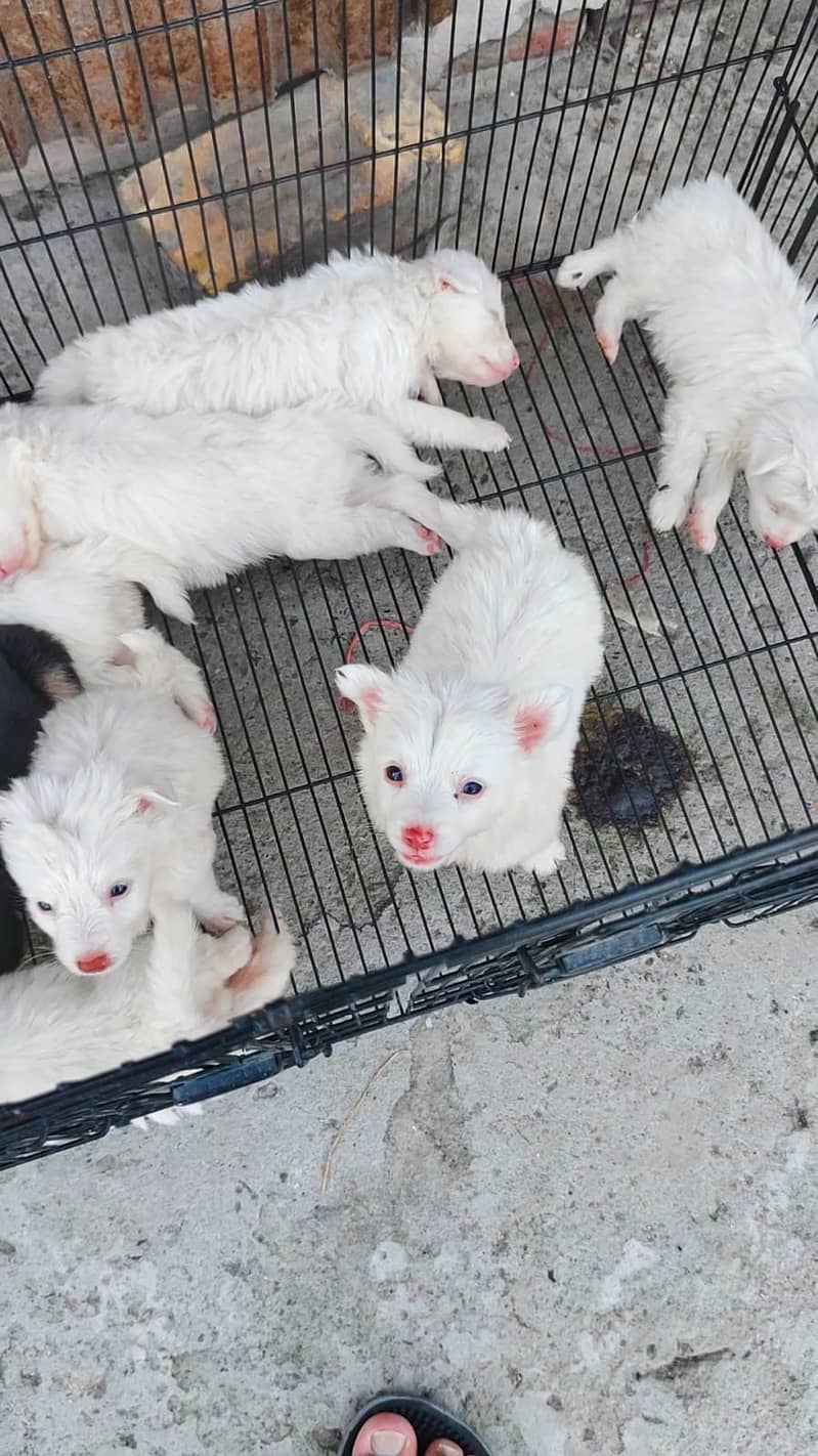 Russian puppies for sale 6