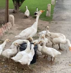 Young Goosling Long neck Ducks