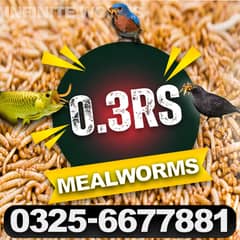 Mealworms/Darkling