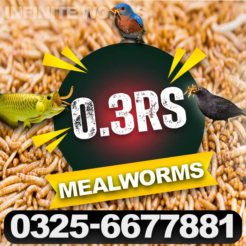 Mealworms/Darkling beetles Mealworms/ mealworm/ imported live worms 0