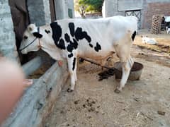 Cow /Breeder cow /Qurbani ka janwar /Cow for sale 0