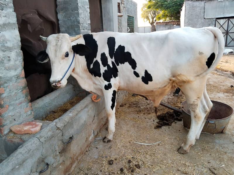 Cow /Breeder cow /Qurbani ka janwar /Cow for sale 1