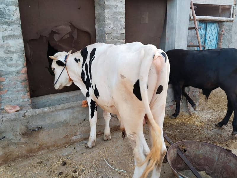 Cow /Breeder cow /Qurbani ka janwar /Cow for sale 2