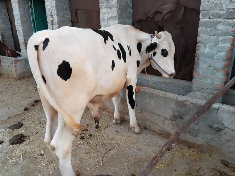 Cow /Breeder cow /Qurbani ka janwar /Cow for sale 3