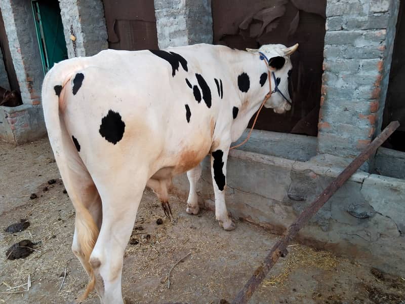 Cow /Breeder cow /Qurbani ka janwar /Cow for sale 4