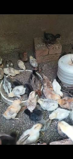 Golden chicks available