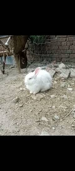 angora rabbit for sale urgent 0