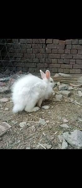 angora rabbit for sale urgent 1
