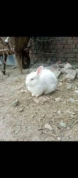 angora rabbit for sale urgent 2