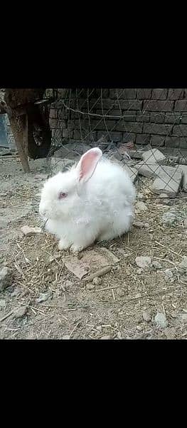 angora rabbit for sale urgent 3
