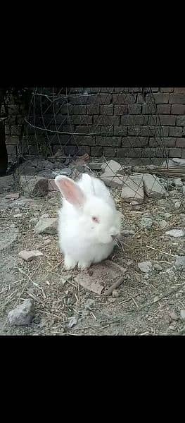 angora rabbit for sale urgent 4