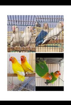 love bird/lovebird albino/persnata/fisher/bluefishri split ino pairs