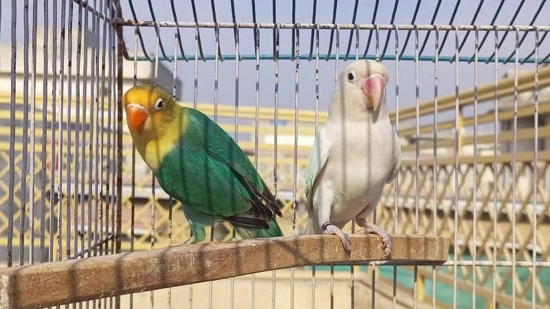 love bird/lovebird albino/persnata/fisher/bluefishri split ino pairs 2