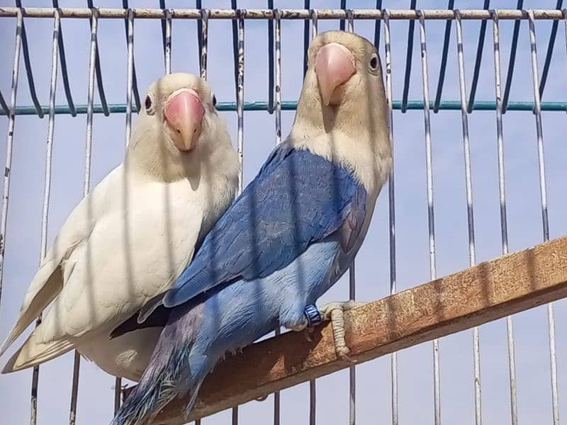 love bird/lovebird albino/persnata/fisher/bluefishri split ino pairs 10
