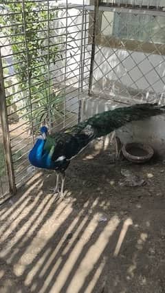 peacock moor morr 0