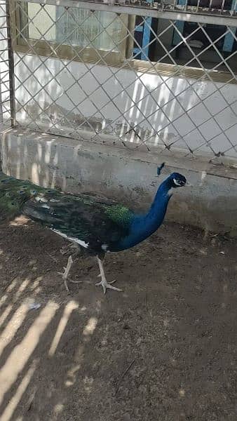 peacock moor morr 2