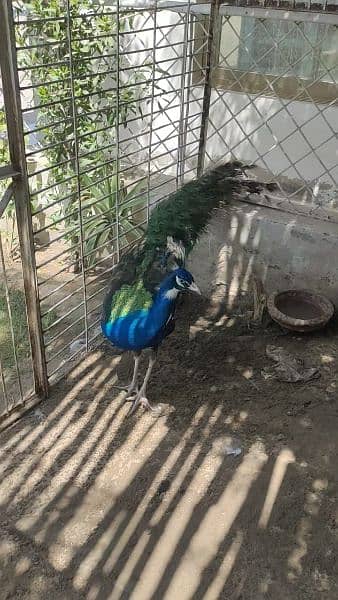 peacock moor morr 4