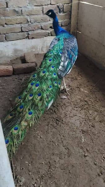 peacock moor morr 5