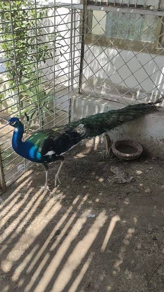 peacock moor morr 6