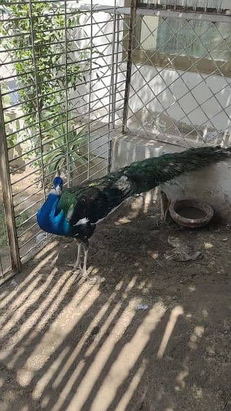peacock moor morr 7
