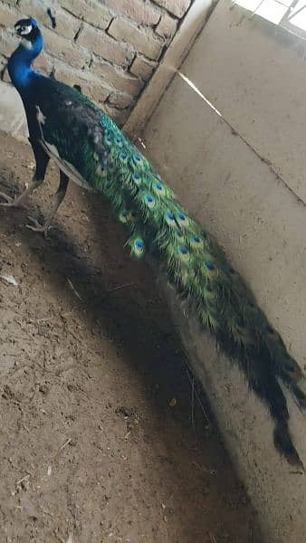 peacock moor morr 9