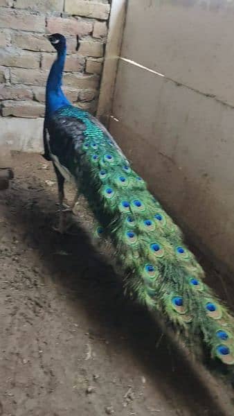 peacock moor morr 10