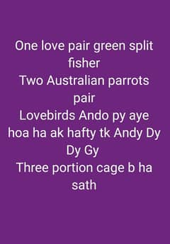 One love pair green split fisher
Two Australian parrots